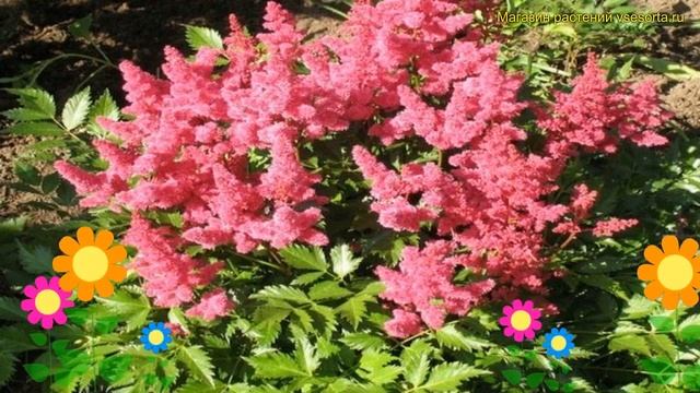 Астильба гибридная Фиреберри. Краткий обзор, описание характеристик astilbe hibrida Fireberry смотреть онлайн