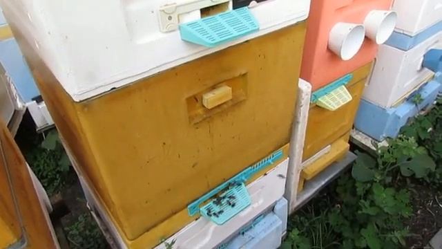 при осмотре пчел в июне увидел маточники, дальнейшие действия - ответы на вопросы