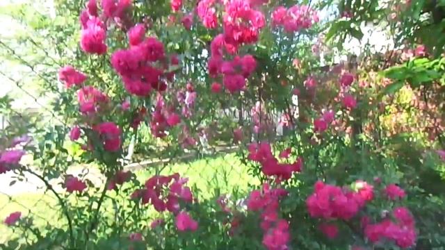 Цветение розы Эксцельза 1914 год смотреть онлайн