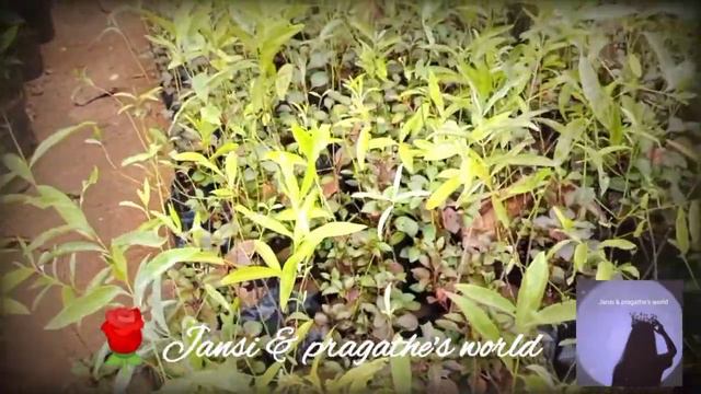 Papanasam nursery garden vlog|rose|hibiscus 🌺|adinium|Dara|beetle|Jansi & pragathe's world смотреть онлайн