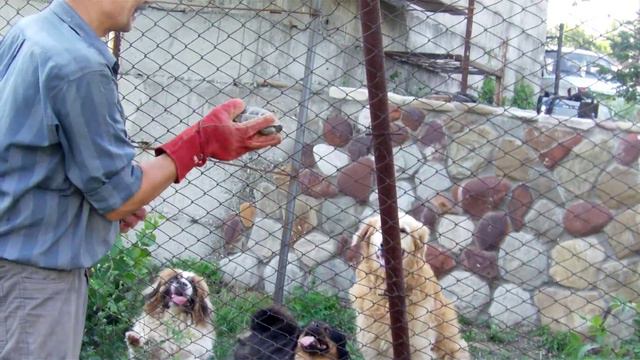 Страшнее пекинеса зверя нет! смотреть онлайн