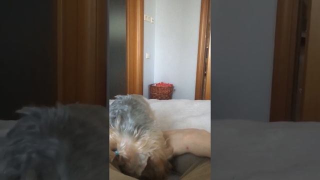 😂😂😂Йорк играет и грызёт лапу мальчика смотреть онлайн