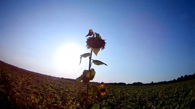 Супер Мега Гигантский Чернобыльский Подсолнух смотреть онлайн