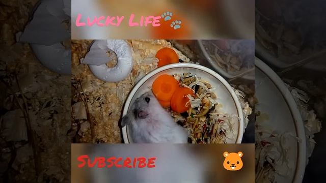 °•Вечер хомяка|Ужин•°?? смотреть онлайн