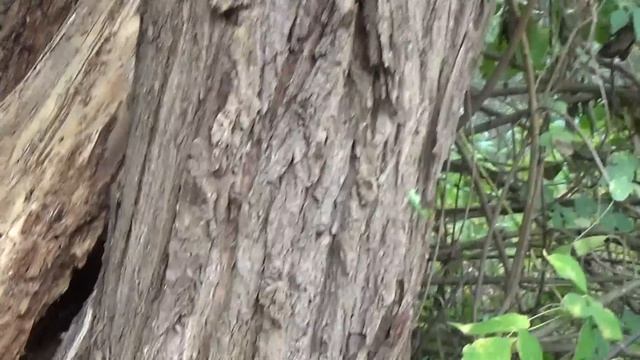 ПОВЕСИЛИ ЛЕСТНИЦУ ДЛЯ ДОМИКА НА ДЕРЕВЕ - КАК ПАПА КРАСИТ ЗАБОР смотреть онлайн