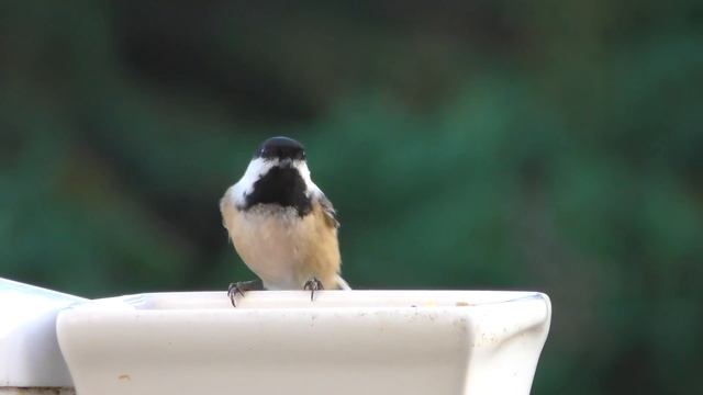 видео для кошек, развлекать вашего кота смотреть онлайн