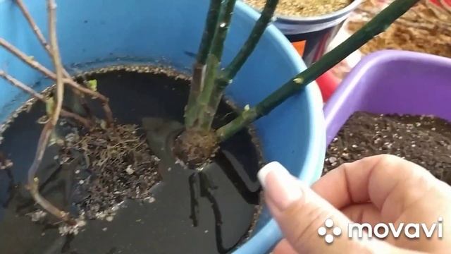 Розы из коробки/Как сохранить до посадки в грунт саженцы. смотреть онлайн