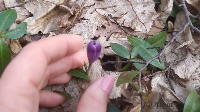 Весна в Кіцманському лісі. Березень,пробудження... смотреть онлайн