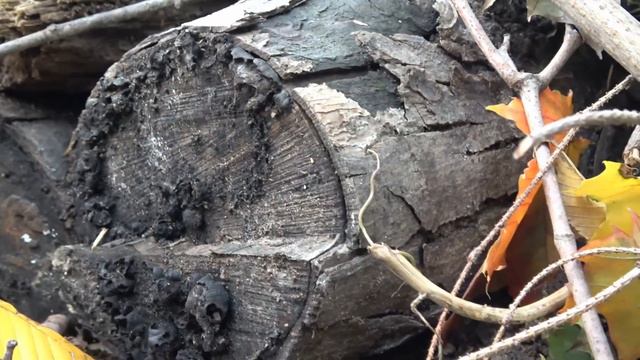 Home Permaculture Wildlife Garden: Fungus, Bacteria And Protists смотреть онлайн