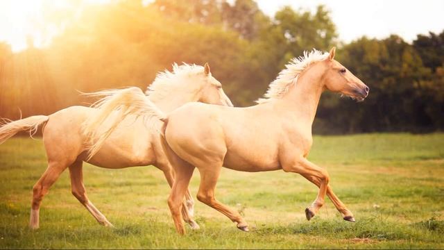 MOST BEAUTIFUL HORSES IN THE WORLD / Лучшие лошади мира: самые красивые лошади в мире смотреть онлайн