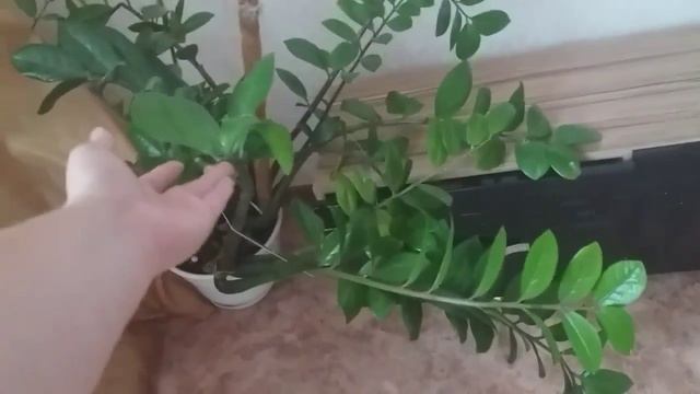 Мои комнатные растения. Для новых подписчиков. смотреть онлайн