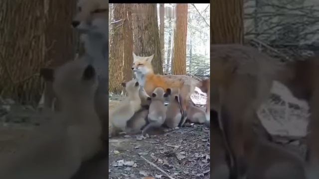 Преданная мамочка!