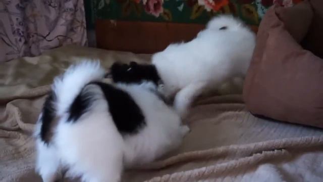 Щенки папийона 1,5 мес puppies PAPILLON смотреть онлайн