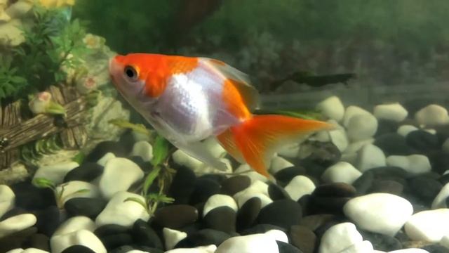 Факты о золотых рыбках, золотые рыбки, факты, факты о рыбах, рыбки, аквариумные рыбы, Уход за Рыбам смотреть онлайн