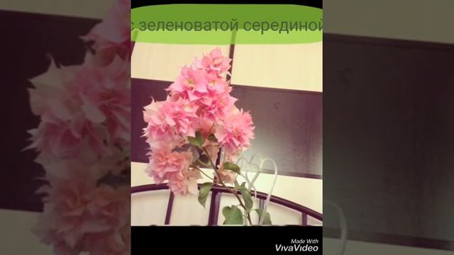 Бугенвиллия сорта Double Pink смотреть онлайн