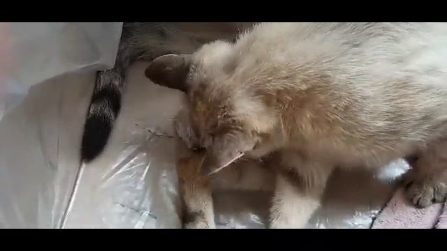 Кошка родила котят! смотреть онлайн
