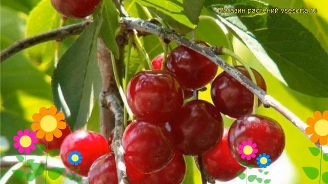 Вишня Эстафета. Краткий обзор, описание характеристик, где купить саженцы prunus cerasus Estafeta смотреть онлайн