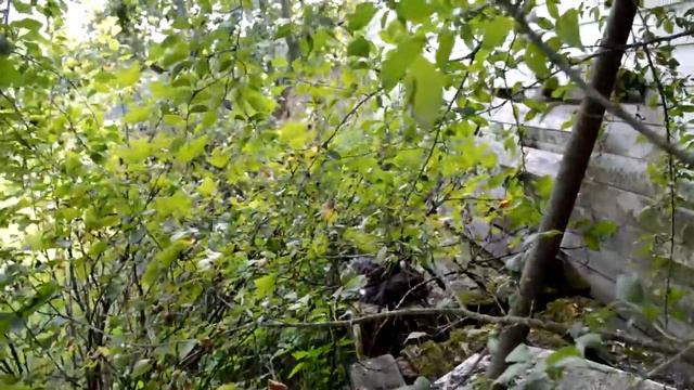 Nikon D3200 Video Test смотреть онлайн