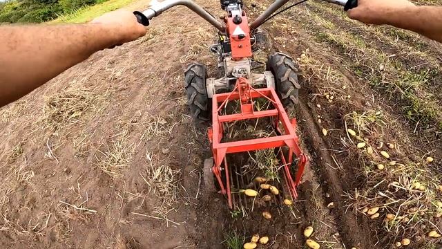 Сорт картофеля Королева Анна. Potato variety Queen Anna. смотреть онлайн