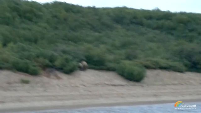 Медведица с медвежонком бредут по берегу реки Анадырь, недалеко от села Краснено. Чукотка. смотреть онлайн