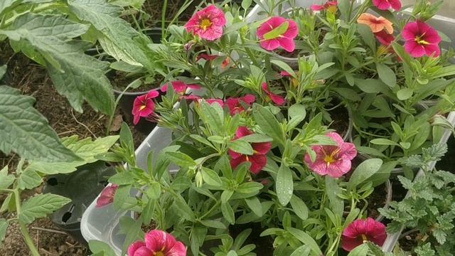 Цветочный микс, композиция в кашпо 12 литров смотреть онлайн