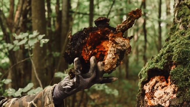 Chaga Mushroom | 5 Health Benefits Explained | Just Mushrooms