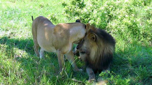 Safari in the Mikumi National Park (Tanzania, 2017) смотреть онлайн