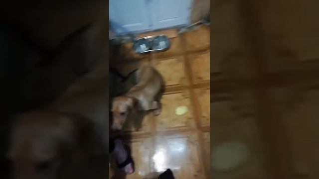 Такса кухонный комбайн смотреть онлайн