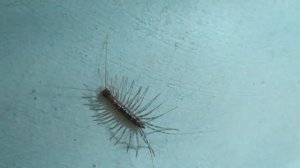 Мухоловка обыкновенная