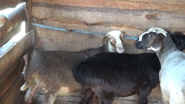 Стройка, огород, овцы. смотреть онлайн