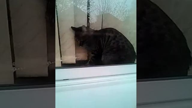 Трусливый кот!!! смотреть онлайн