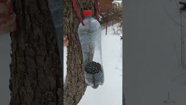 Снова про кормушку для птиц. Видео для садоводов. смотреть онлайн