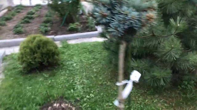 Начало сезона стрижки газона в саду Надежды смотреть онлайн