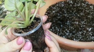 Посадка деток фиалок в постоянный горшок на фитильный полив.