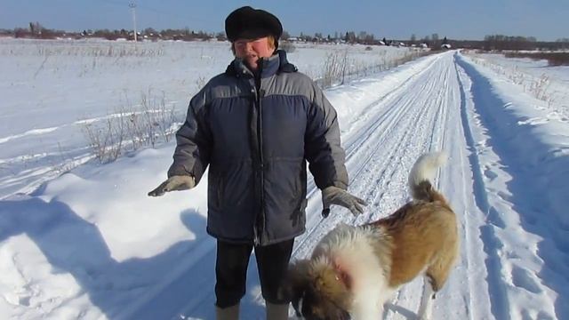 Зима московская сторожевая на улице / Воспитание собак смотреть онлайн