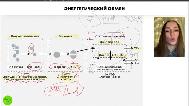БИОЛОГИЯ ЕГЭ - Энергетический обмен смотреть онлайн