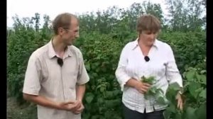 Уход за малиной  1 летние и 2 летние побеги