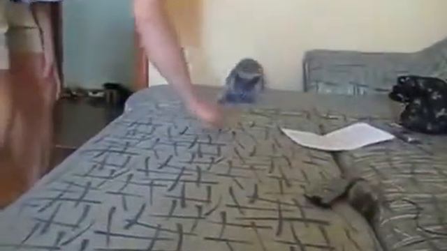 ржач полный кот ахаха смотреть онлайн