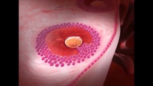 Мейоз, гаметогенез, оплодотворение