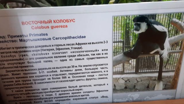 Зоопарк 4.01.2024 смотреть онлайн