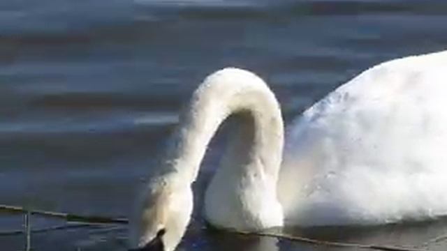 Everyday Swan Life смотреть онлайн