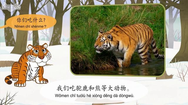 Meet the Animals 13: Siberian Tiger (认识动物 13：东北虎) | Animals | Chinese | By Little Fox смотреть онлайн