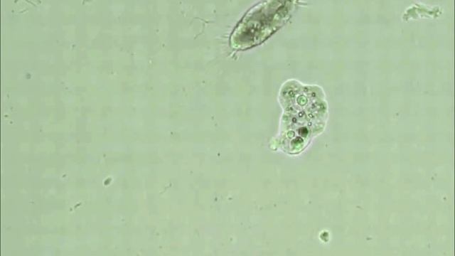 Амёба и инфузория смотреть онлайн