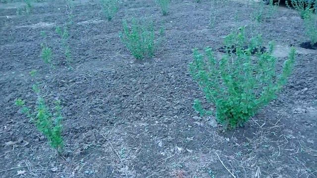 Смородина . Подкормка . смотреть онлайн