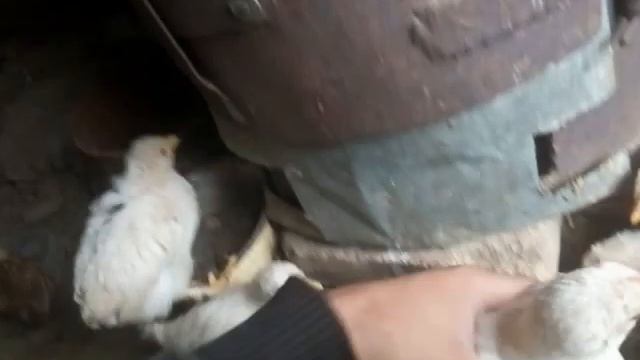 Великое переселение 1.5 месячных цыплят в курятник смотреть онлайн