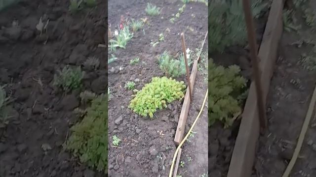 Ветер повалял томаты. 2 день после высадки. смотреть онлайн