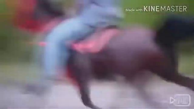 Самые умные и дорогие лошади в мире смотреть онлайн