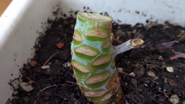 🔥🌿👍 Nur 1 Tasse Zaubermittel für jede Blume und selbst die Schwächsten werden zum Leben erweckt! смотреть онлайн