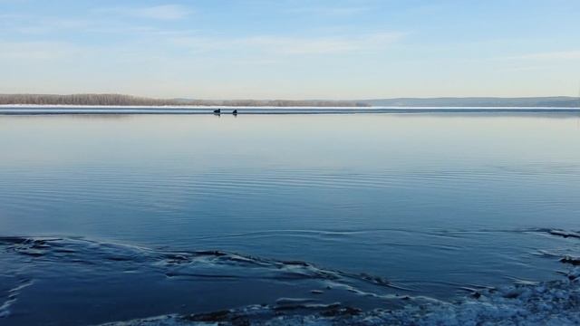 В Самаре на Волге появились первые утки 30 марта 2021 смотреть онлайн