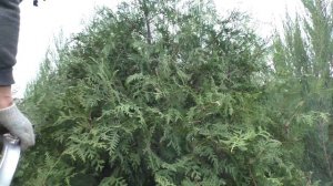 Обрезка и формировка туи западной Брабант первая стрижка!